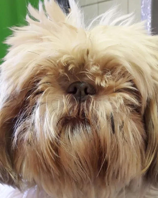 Előtte: Shih tzu, tiszta tekintettel