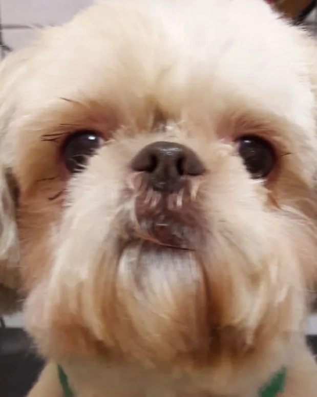 Utána: Shih tzu, tiszta tekintettel