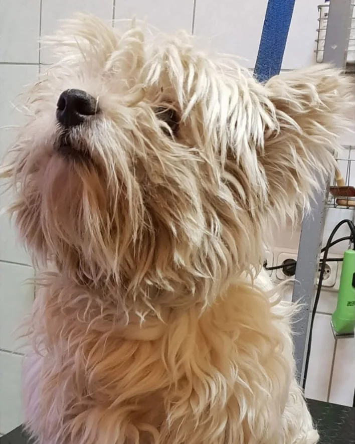Előtte: Westie, ahogy a nagykönyvben áll