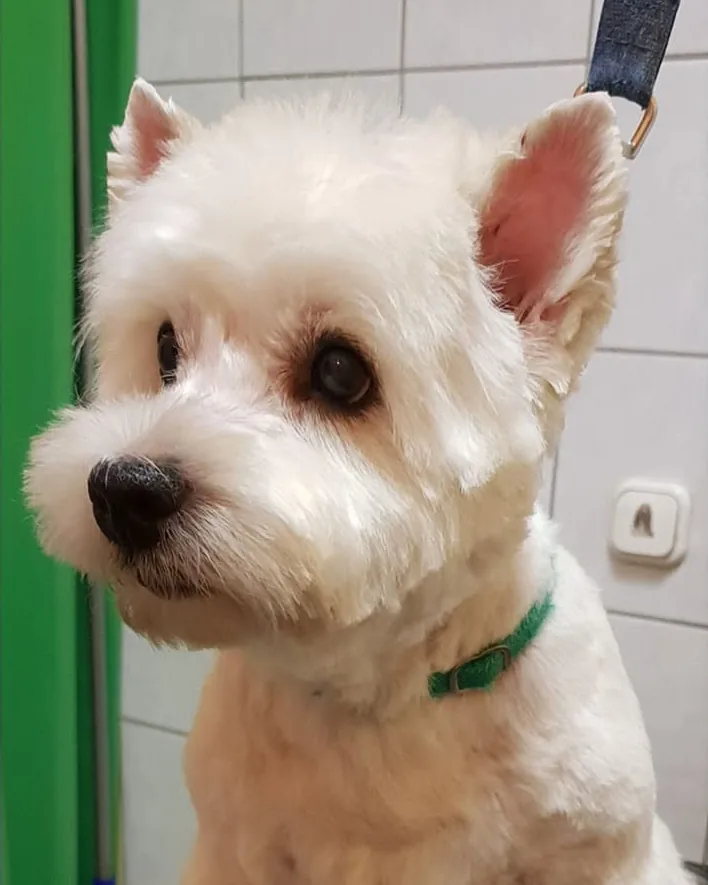 Utána: Westie, ahogy a nagykönyvben áll