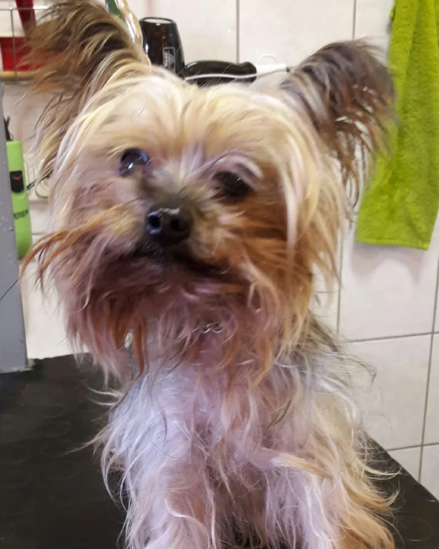 Előtte: Yorkie, kölyökfrizurával