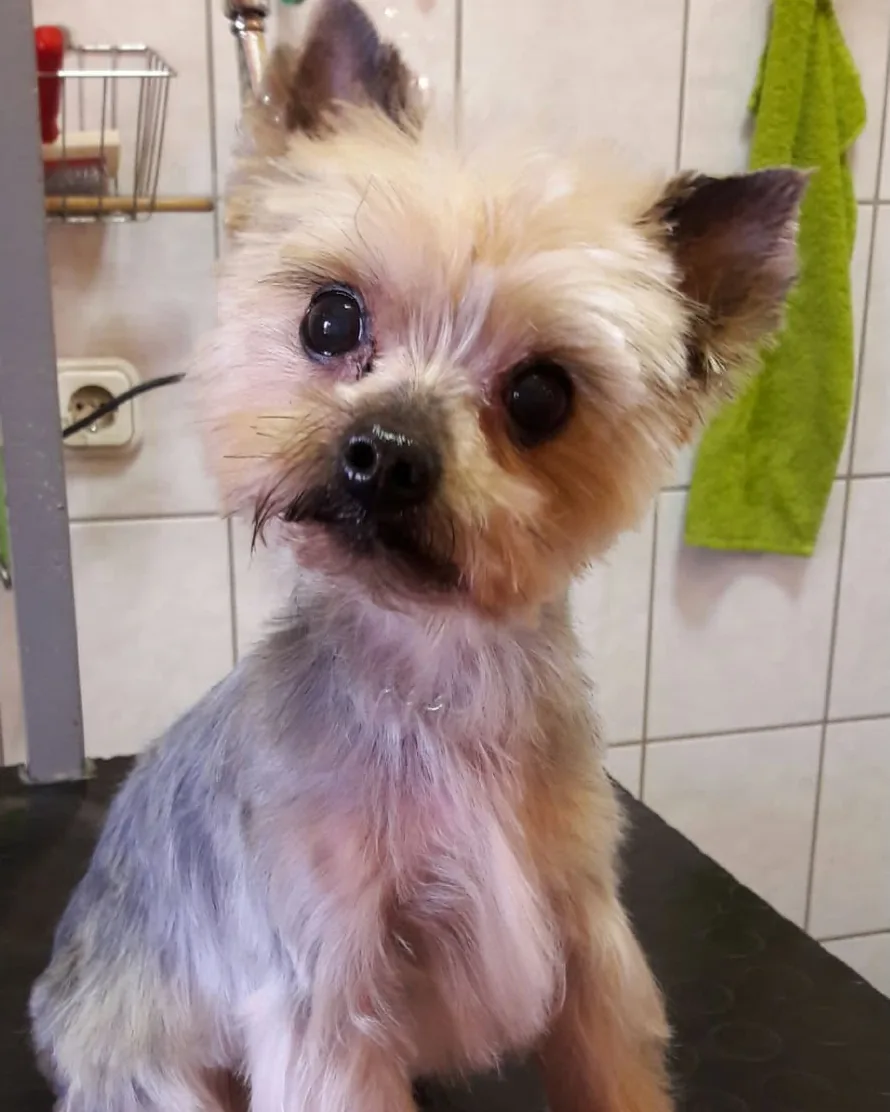 Utána: Yorkie, kölyökfrizurával